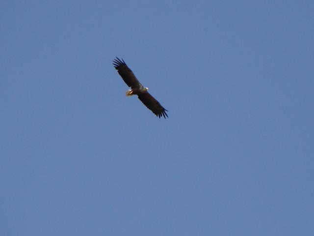 Bielik