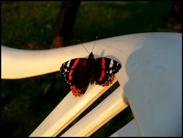 motyl.