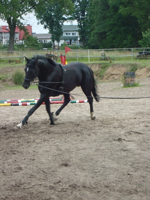 Aragon