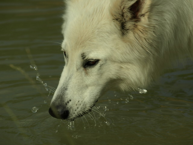 Awa