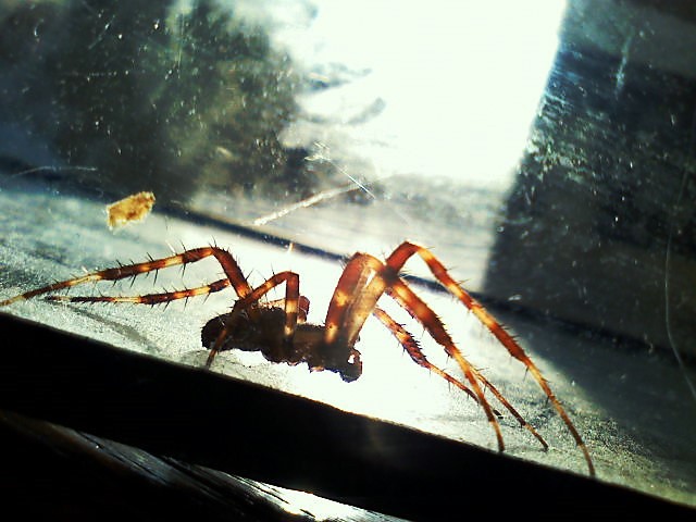 Mj Spider.. ;)) 