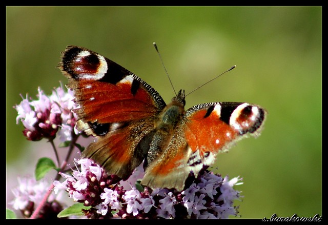 motyl
