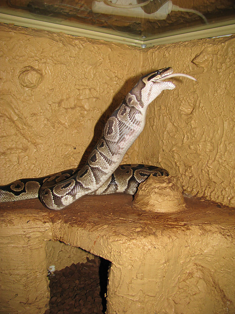 pena stjka