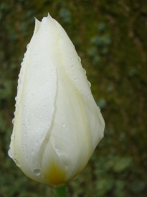TULIPAN  ubrany w porann ros  