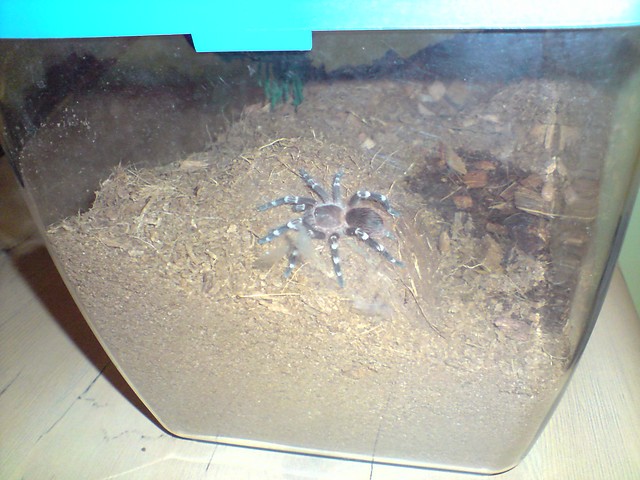 Gienia