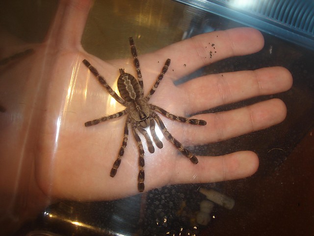 P. regalis