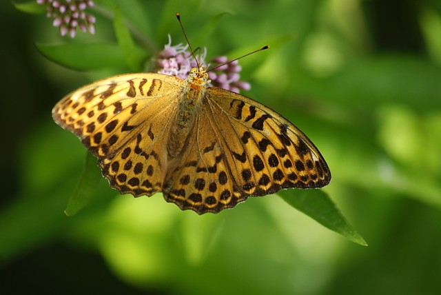 Borowy motyl duy