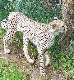 Gepard