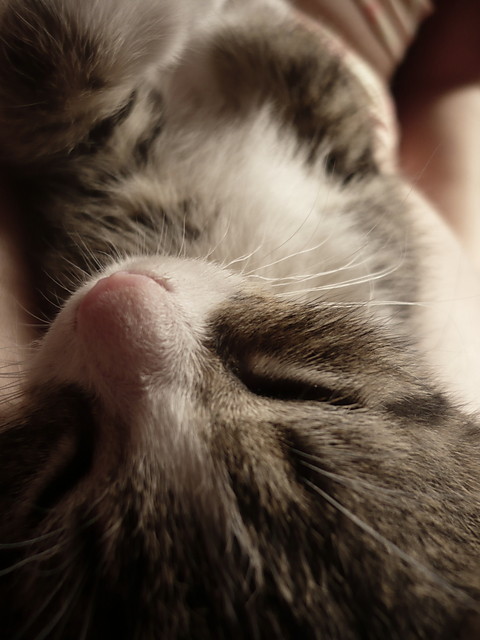 catt