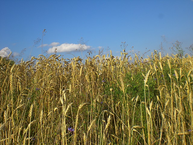 der Sommer