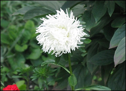 Aster.? 