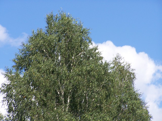 Brzoza