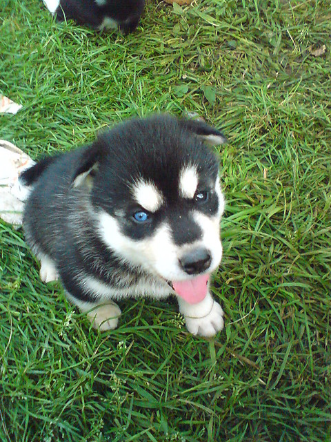 husky