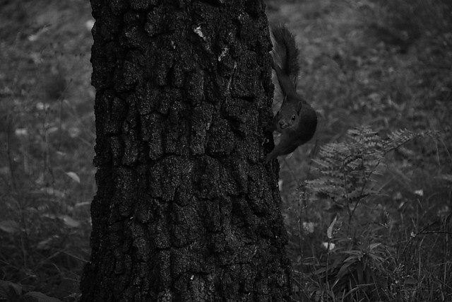 the squirrel.