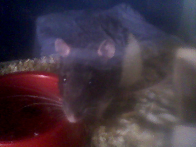 Gizmus 