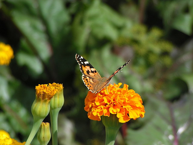 Motyl