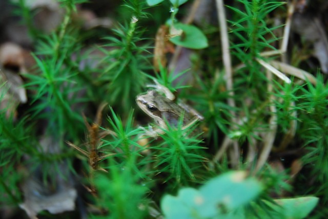 Zpixlowana aba