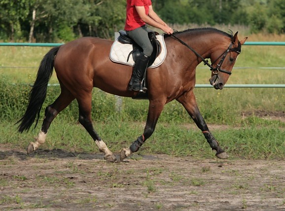 klacz OBRA 