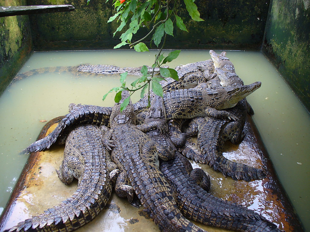 Coccodrillo.