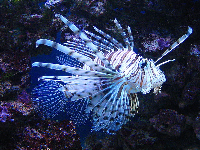 Oceanarium Gdynia 