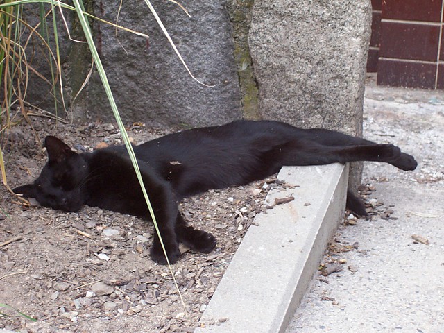 Kotek.