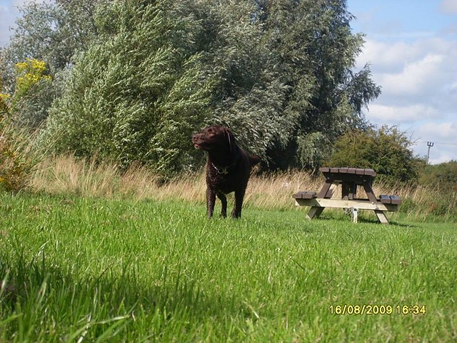 Big dog O.o
