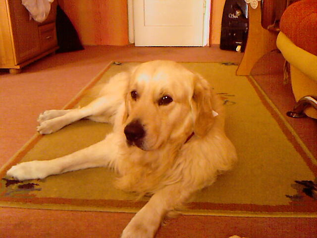 nasze doGi ten stachoOoOoa ;****