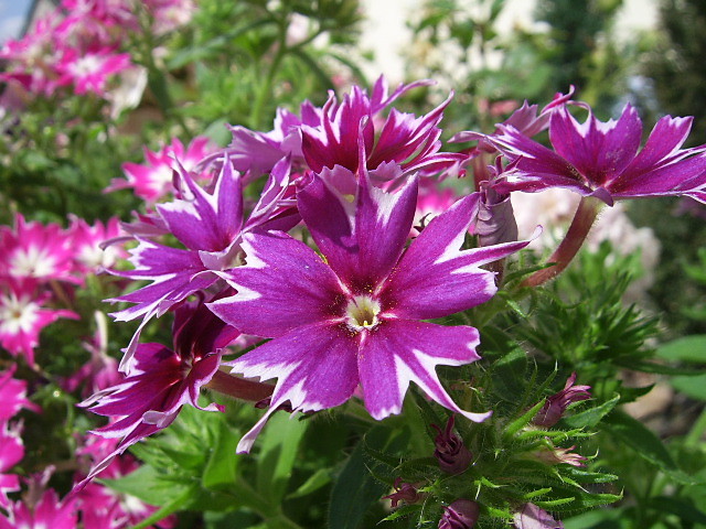 Fioleciak
