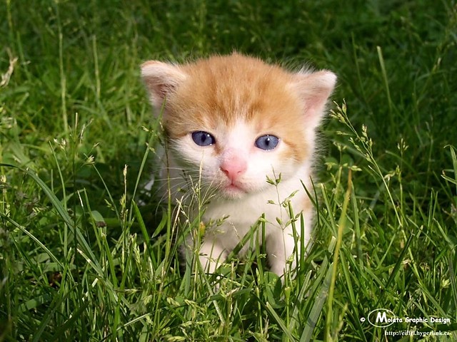 Kiciu;)