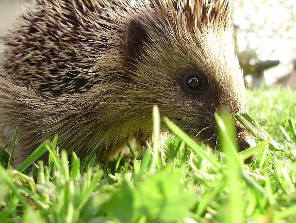 Igel ^^