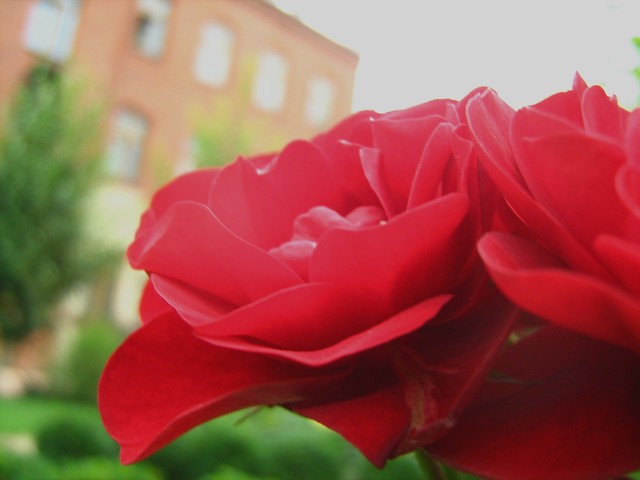 Roses