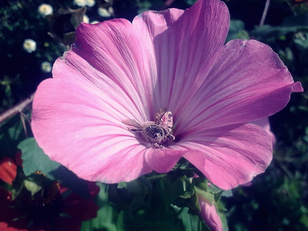 (;