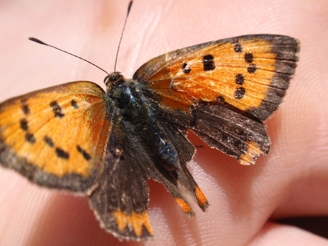 Motyl