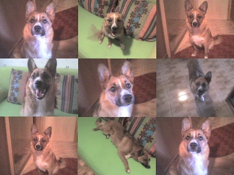 Miska  MIX