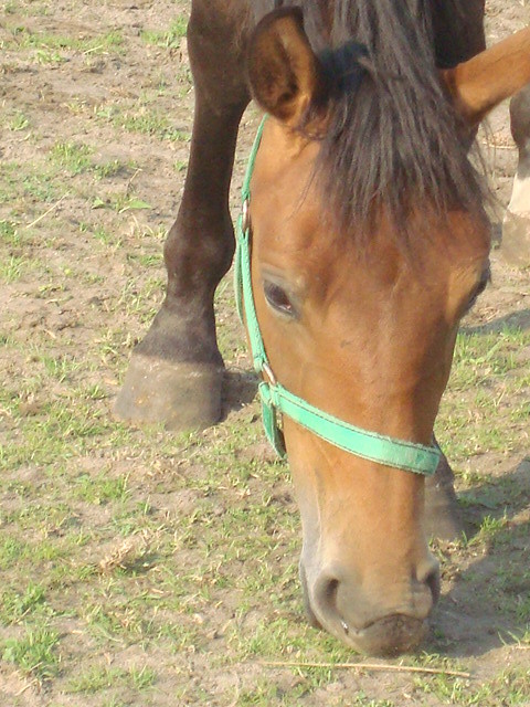 Mirandka :**