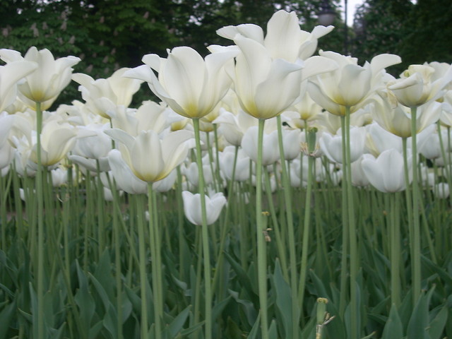 warszawskie tulipany ;* 