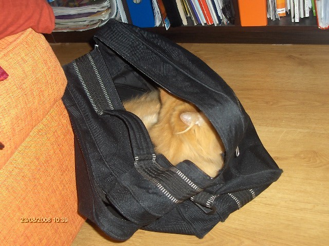 Ramona w torbie podrnej