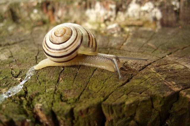 limaczek