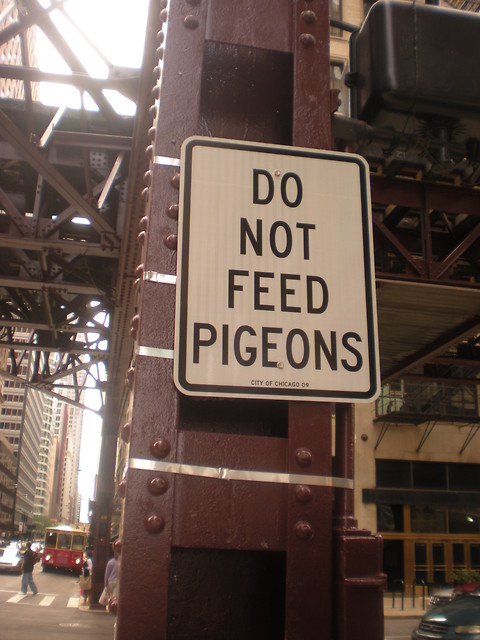 Dont feed pigeons