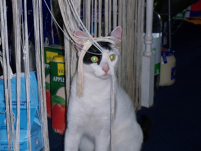 mj kot  ;D  @-----