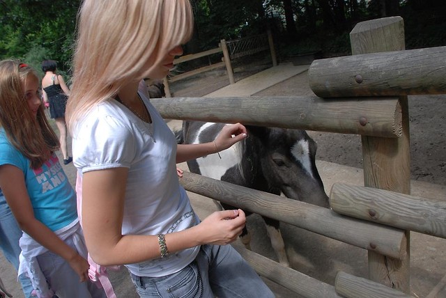 Animals