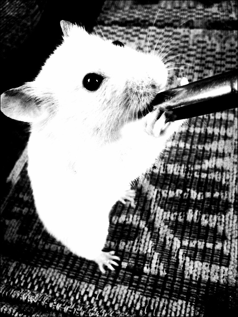 CHOMIK ! ;D ..