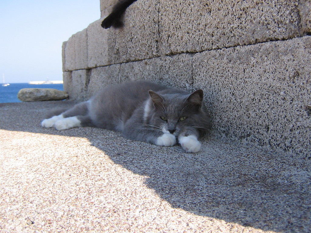 liczny kotek, Grecja 08'