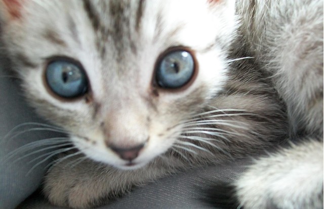 Mrr... Miau. ''' ^^