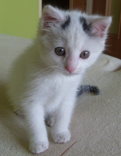 lonia < 3