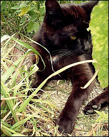 Micia . 