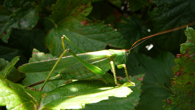 Mr.Green
