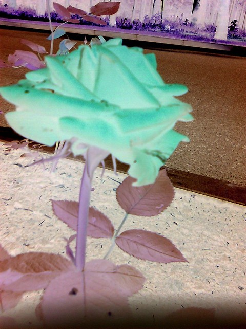 The rose...
