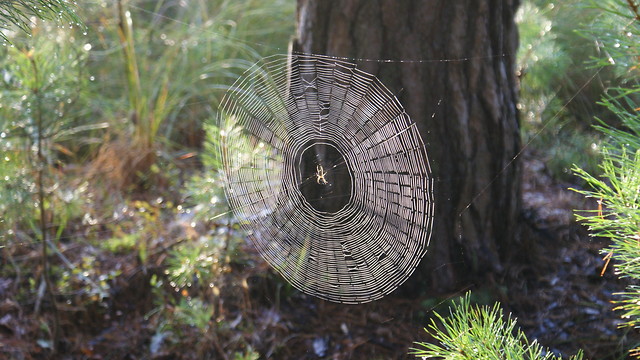 like a spider's line