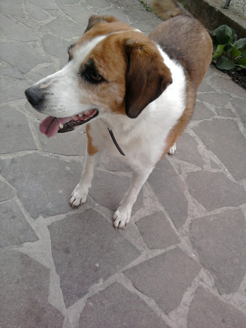 snoopy